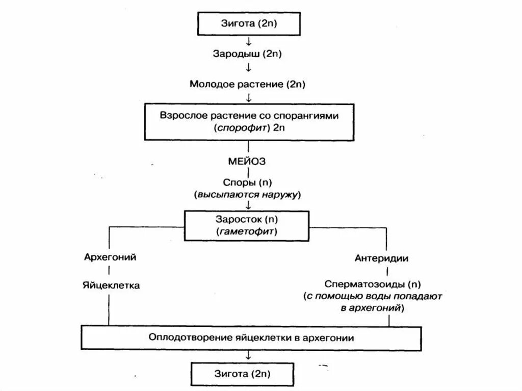 Жизненный цикл высших споровых растений схема. Жизненный цикл споровых растений схема. Общая схема жизненных циклов споровых. Схема развития споровых растений. Жизненные циклы высших споровых