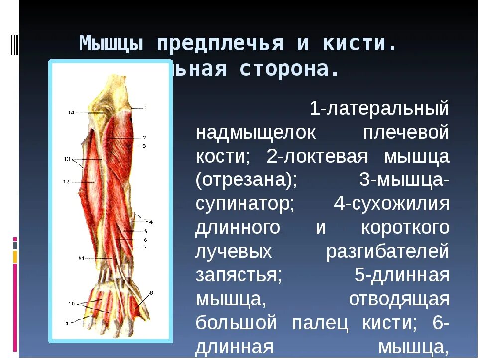 Стороны предплечья. Мышцы предплечья. Классификация мышц предплечья. Сухожилия предплечья. Латеральные мышцы предплечья.