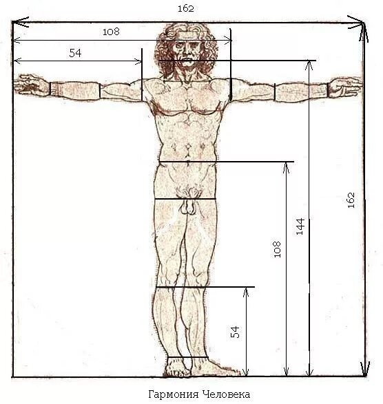 Сколько голов в взрослом человеке. Пропорции тела человека. Пропорции человеческого тела. Пропорциичеловечекого телам. Пропорции руки человека.