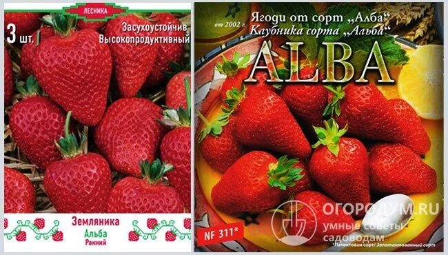 Клубника Альба (КСД ранняя) (5 Шт) Купить саженцы в питомнике Мир Садовод, Крым