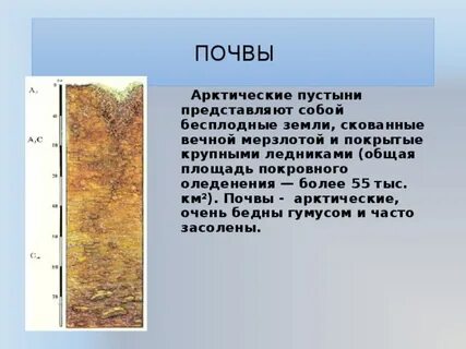 Горизонт арктических почв