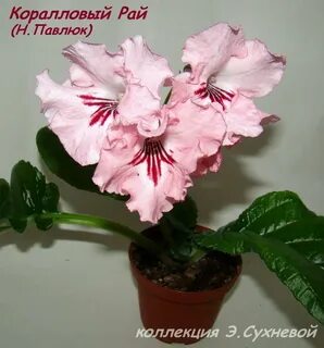 Коралловый рай