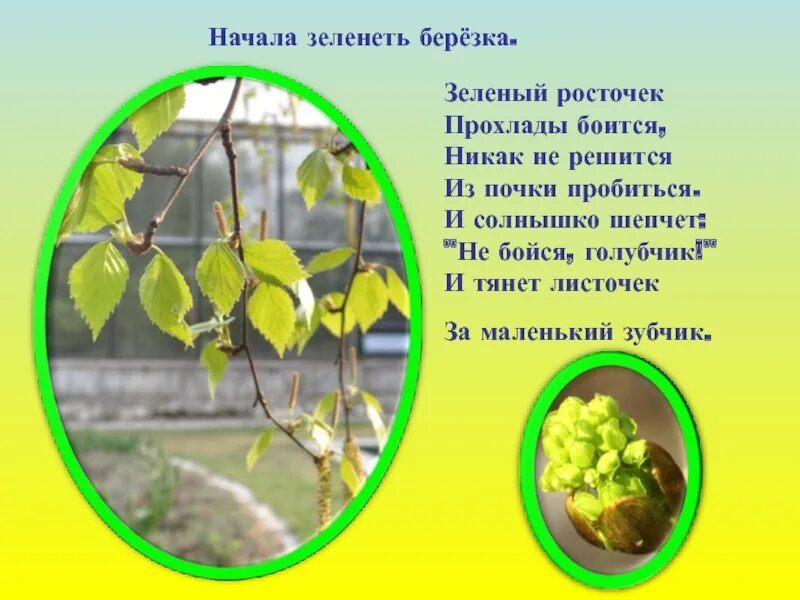 Почему листья зеленые