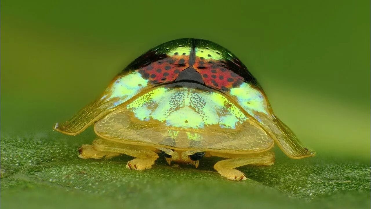 Жук черепаха. Golden target Tortoise Beetle. Окрас Золотая черепаха. Жук Золотая черепаха на прозрачном фоне. Жевательный аппарат жука Золотая черепаха\а.