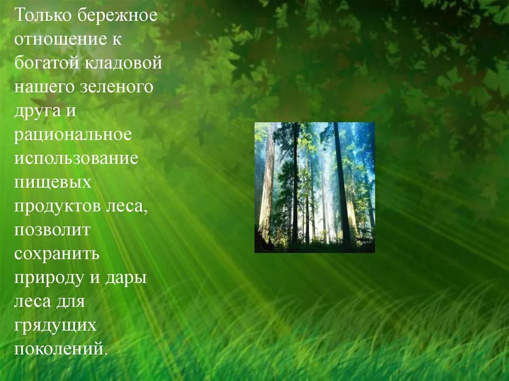 Как использовать богатство леса. Лес-наше богатство презентация. Лес наш зеленый друг. Лес наш друг. Бережное отношение к лесу.