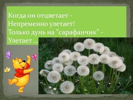 Высотская одуванчик