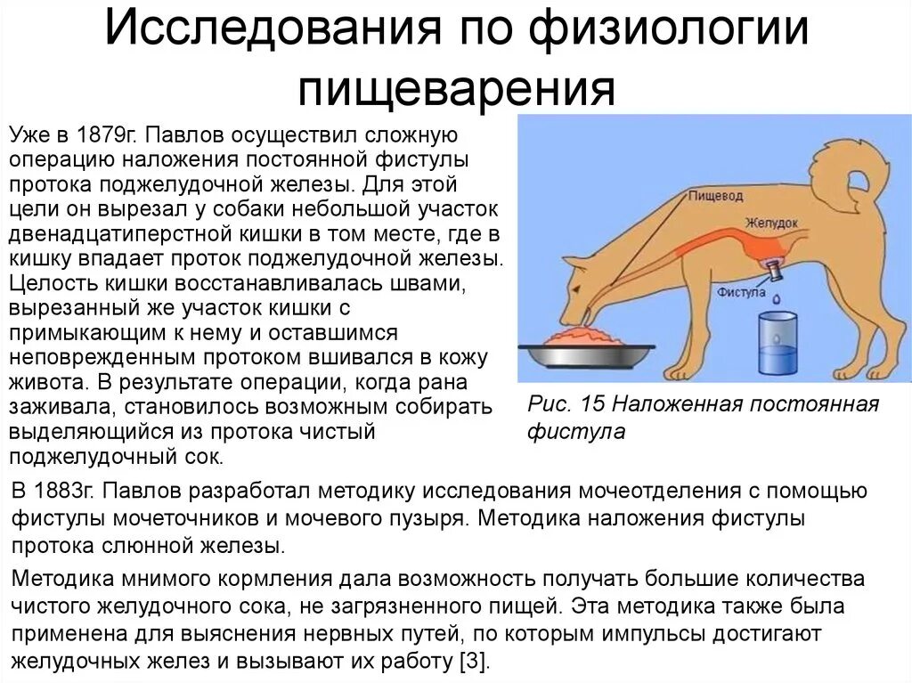 Как называется метод павлова позволивший. Исследования и.п.Павлова в области пищеварения. Методики изучения функций пищеварительного тракта физиология. Вклад и п Павлова в изучение пищеварения. Опыты Павлова по физиологии пищеварения.