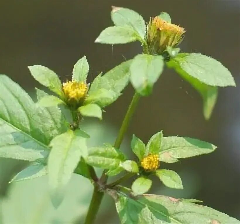 Bidens frondosa. Череда трехраздельная ботанический рисунок. Череда декоративная. Лекарственное растение череда. Череда поникшая.