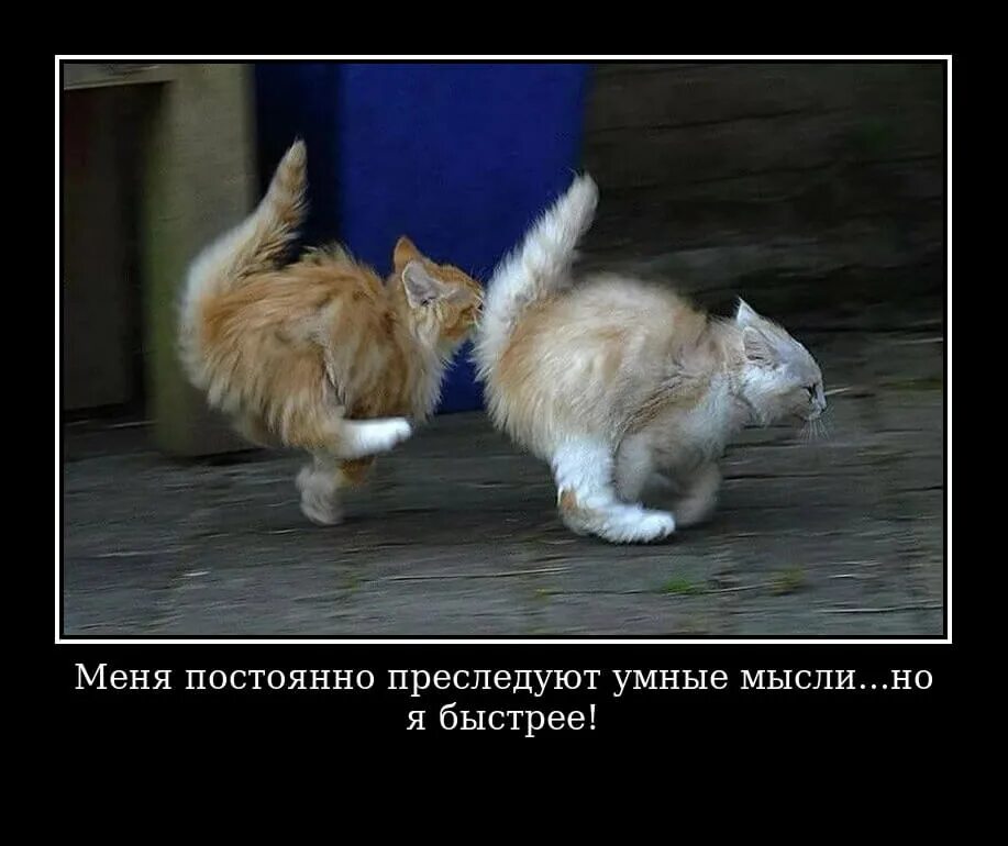 Мысли преследовали его но он быстрее. Меня постоянно преследуют умные мысли но я быстрее. тыгыдык. brown noser. тыгыдык кот.