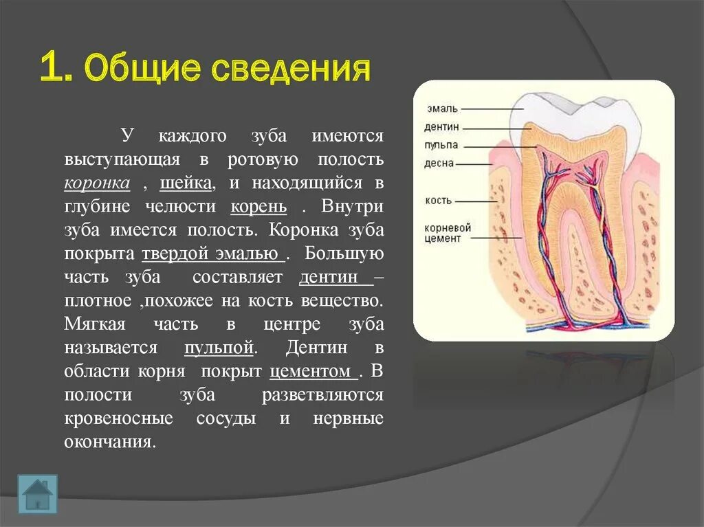 Внутри зуба имеется полость. Строение зуба коронка шейка корень. Коронка шейка и корень зуба. Часть зуба выступающая в ротовую полость. Развитие зубов у человека