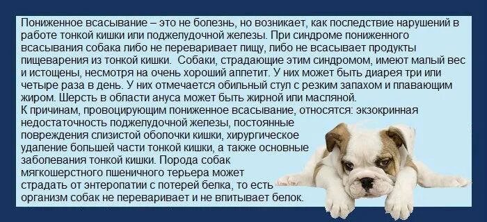 У собаки сильно урчит. Болезни органов пищеварения у собак. Препараты при энтеропатии у собак.