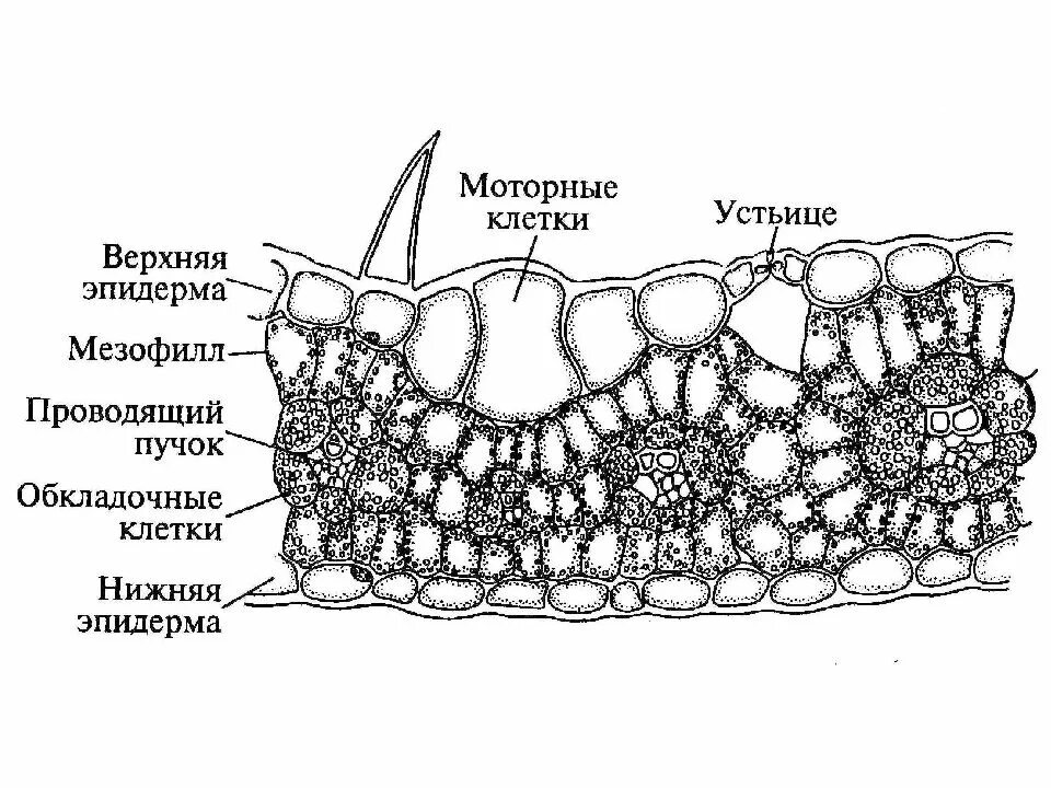 Анатомическое строение листа. Поперечный срез листа ковыля. строение листа ковыля. поперечный срез листа zea mays. поперечный срез листа склерофит.