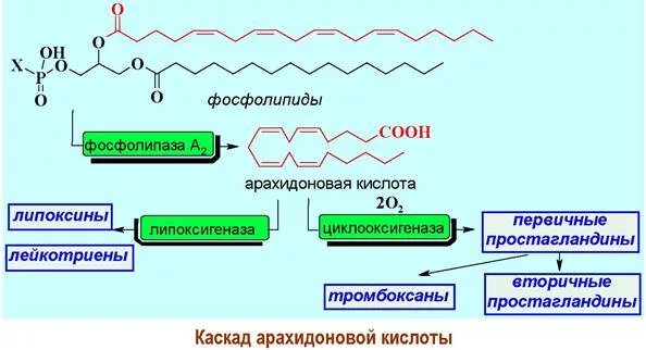 Структура арахидоновой кислоты. Фосфолипиды арахидоновая кислота. Арахидоновая кислота структурная формула. Формула арахидоновой кислоты