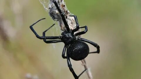 Киска желіде байқалды