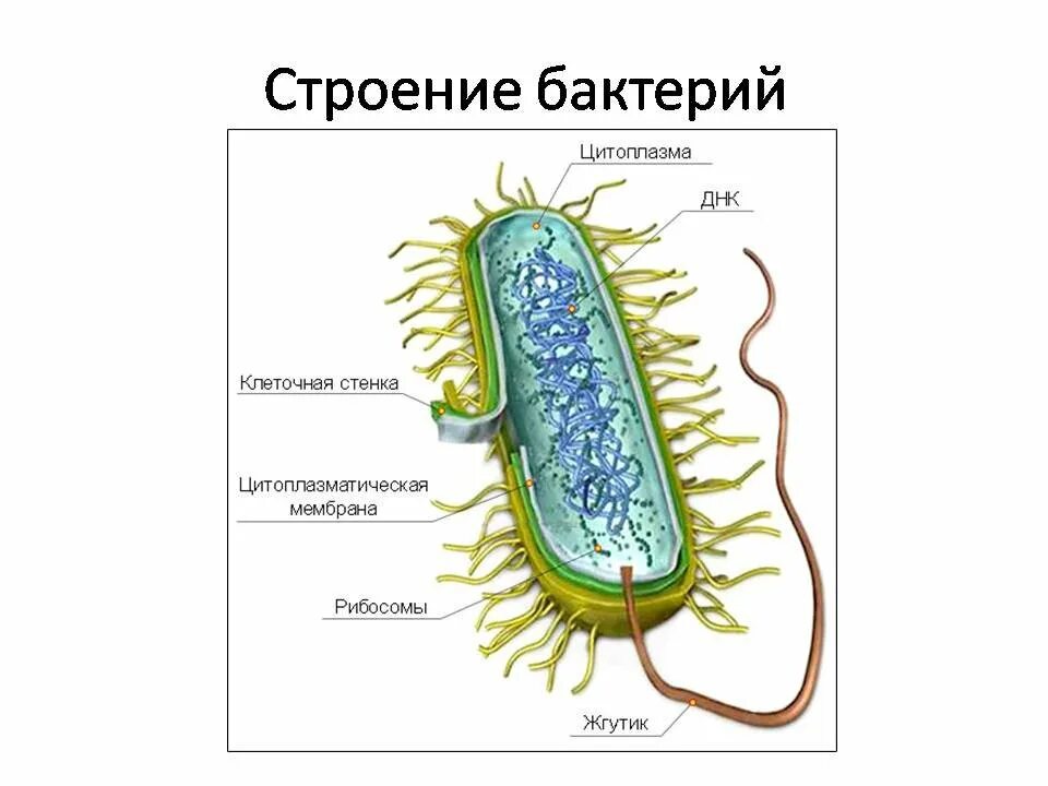 На каком рисунке изображена клетка бактерий. Схема строения бактериальной клетки 5 класс биология. Строение бактериальной клетки рисунок. Строение бактериальной клетки 7 класс. Строение бактериальной клетки 6 класс биология.