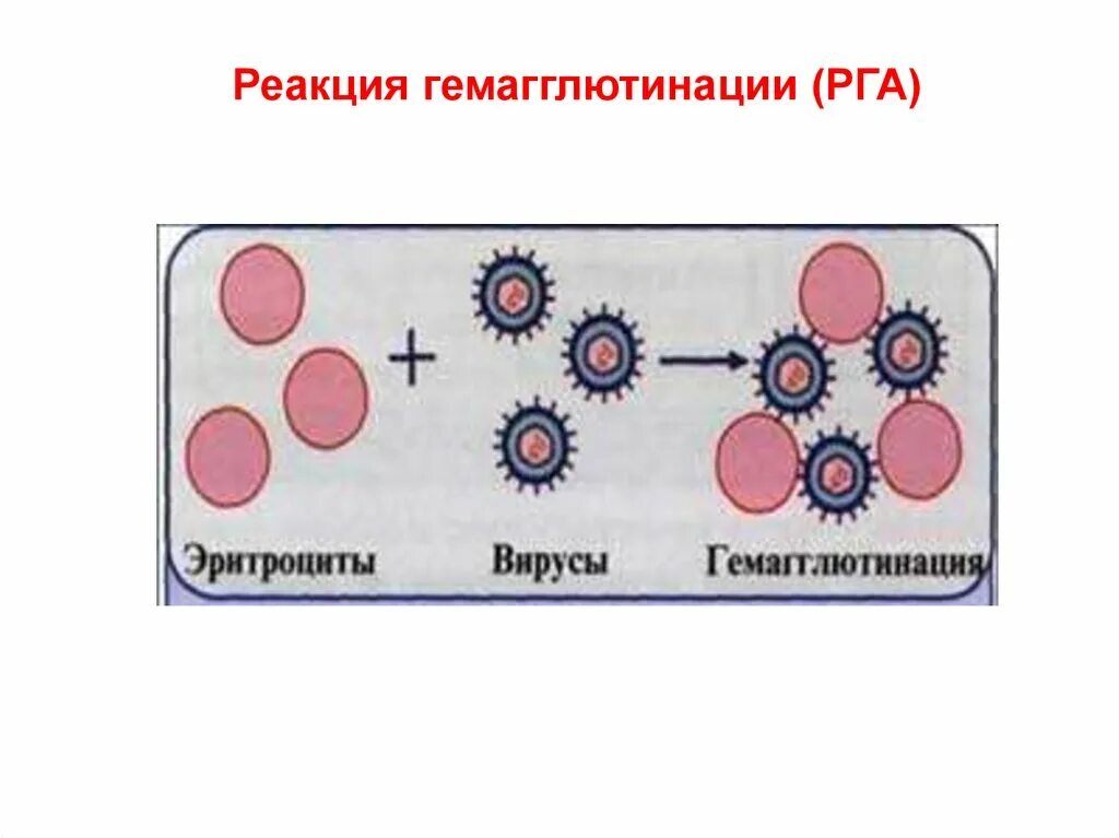 Гемагглютинация это