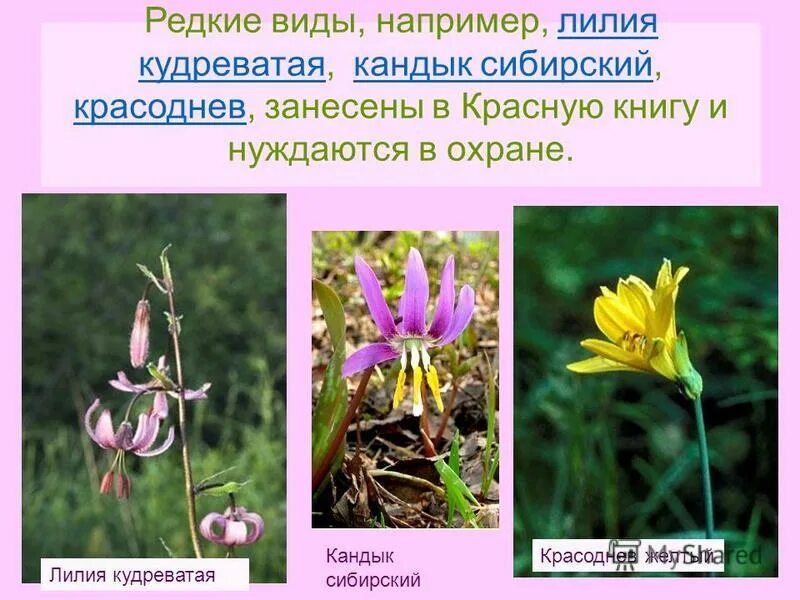ростениякрасной книги. брандушка разноцветная bulbocodium versicolor. растения занесённые в красную книгу россии. лилия саранка сибирская. тюльпан волосистотычиночный.