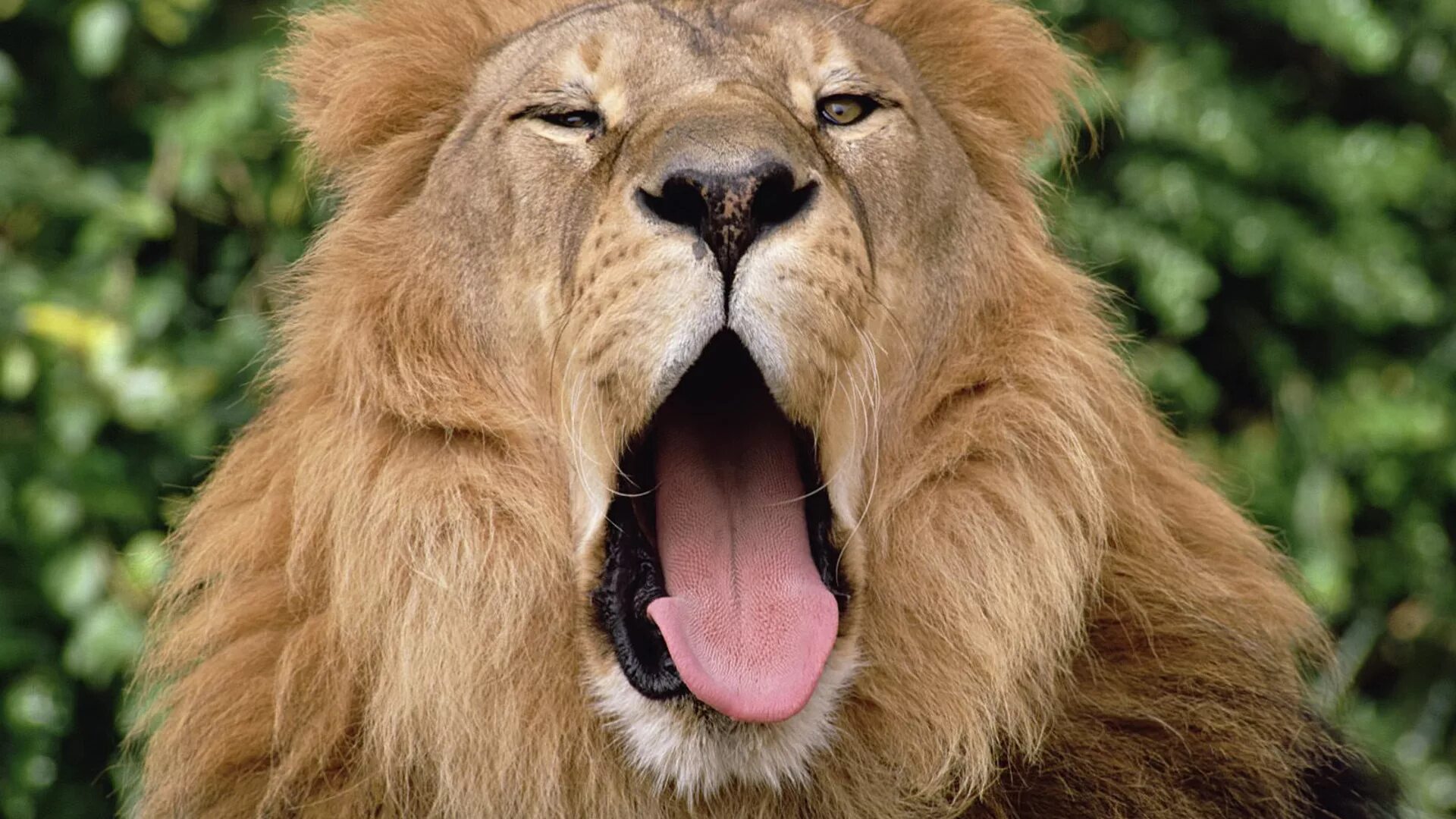 Одинокий лев. Лев рычит. Морда льва. Злой лев. Потрепанный лев.
