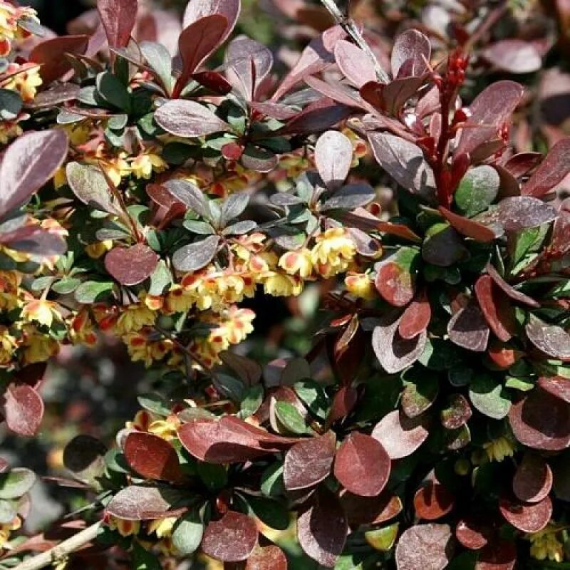 Барбарис тунберга кармен berberis thunbergii carmen. Барбарис тунберга (berberis thunbergii) «carmen». Барбарис тунберга (berberis thunbergii) «carmen». Барбарис тунберга атропурпурея. Барбарис тунберга кармен.