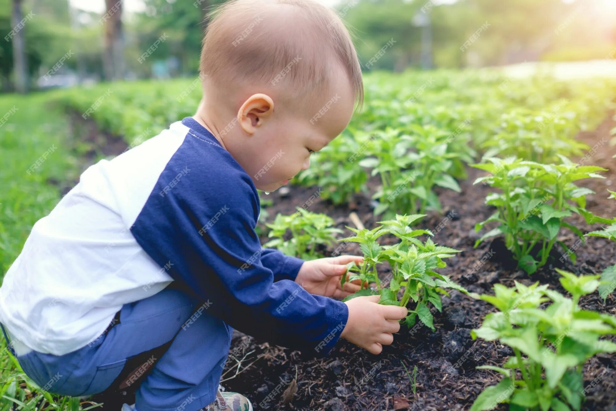 Вырастить молодое поколение. Маленький мальчик сажает капусту. Дети сажают растения в банку. Мальчик сажает цветы. Planting boy