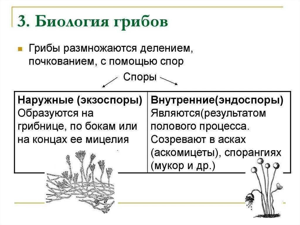 Грибы строение размножение значение. Строение грибов классификация грибов. царство грибов строение. царство грибов размножение. таблица строение размножение грибов.