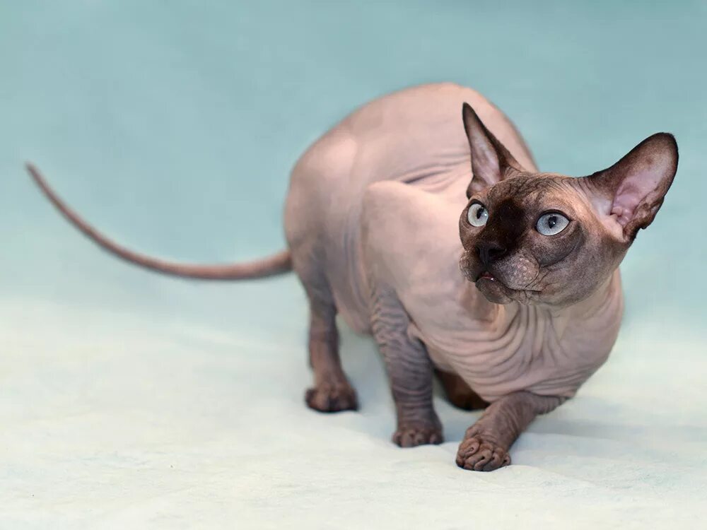 Канадский сфинкс окрас пойнт. Канадский сфинкс поинт. Сфинкс поинт. Сфинкс поинт. Канадский сфинкс голубой поинт.