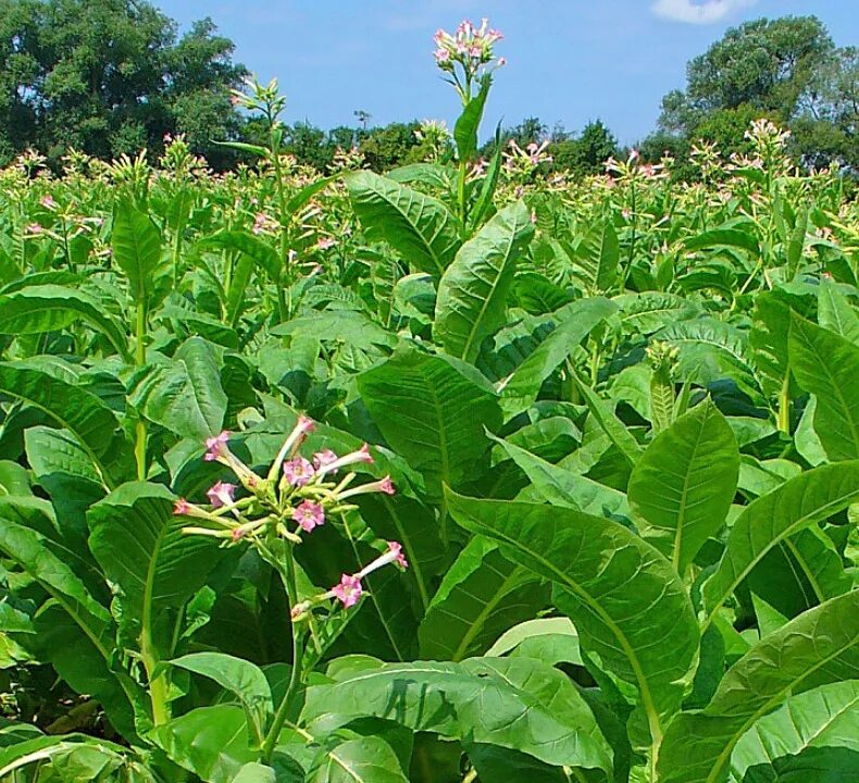 Растение Nicotiana tabacum. Табак обыкновенный. Махорка растение. Табак махорка Цветущий.