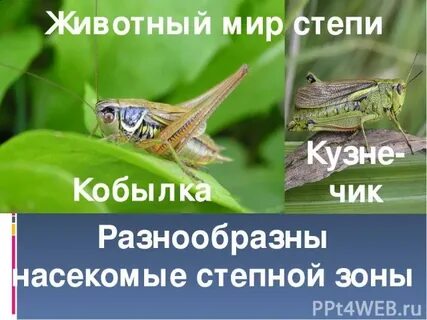 Кобылка слова