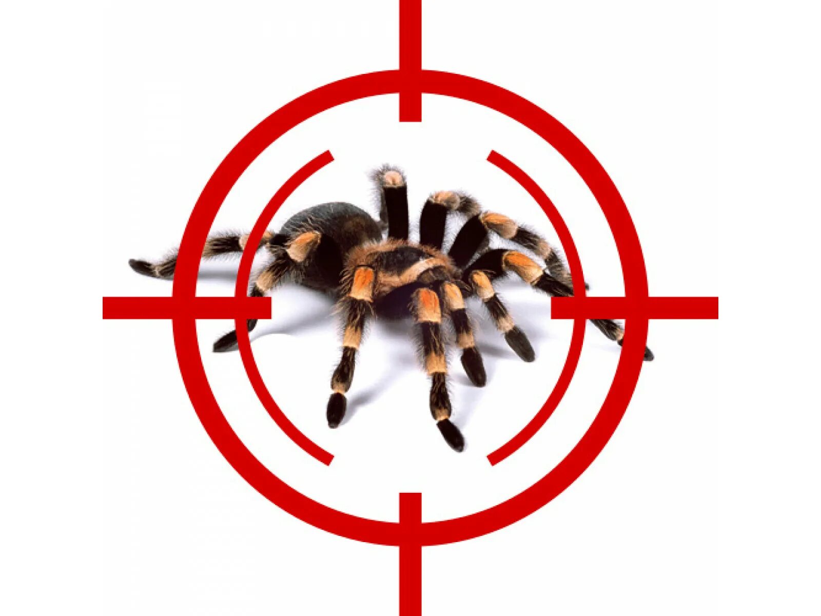 Большой паук - она уничтожитель. Пауки в доме. Травля пауков. Уничтожить пауков. Дезинфекция от пауков.