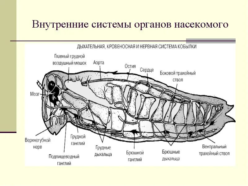 Дыхательная система насекомых. Системы органов насекомых. дыхательная система насекомых состоит. функции дыхательной системы у насекомых.