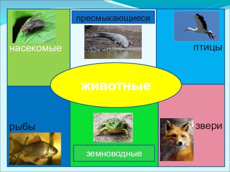 Птицы земноводные рыбы звери пресмыкающиеся насекомые это животные. Звери птицы пресмыкающиеся рыбы земноводные это. Дополни: земноводные, пресмыкающиеся, насекомые, птицы, звери. Австралия звери насекомые птицы рыбы пресмыкающиеся земноводные.