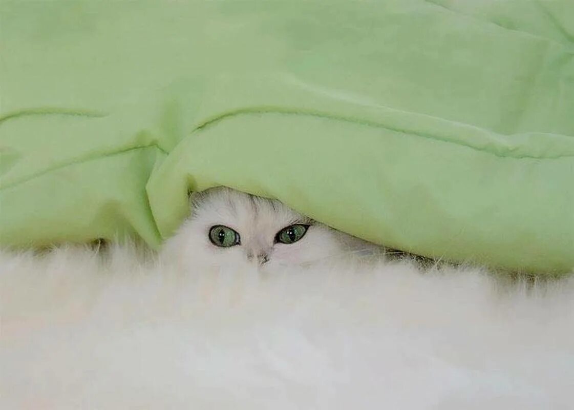Под одеяльце. Кошка из под одеяла. Кошка спряталась под одеялом. Котик прячется. Котик прячется под одеялом.