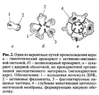 Способны к фагоцитозу амебоидному движению