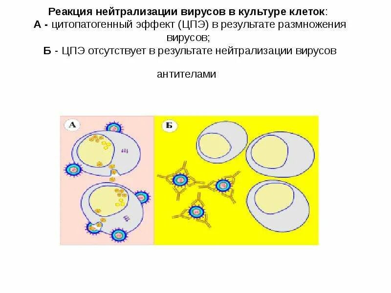 Реакция нейтрализации вируса схема. Реакция нейтрализации вирусов микробиология. Реакция нейтрализации микробиология схема. Реакция биологической нейтрализации в культуре клеток.