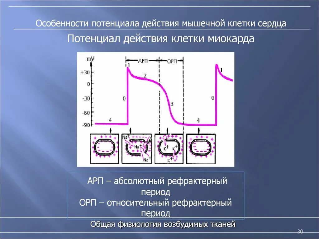 Фазы потенциала действия клетки миокарда. Фазы потенциала действия сердечной мышцы. Мембранный потенциал мышечной клетки. Потенциал действия сердечной мышцы физиология. Рефрактерный период и его роль