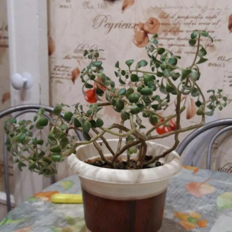 Аихризон распростертый. Аихризон очитколистный. Аихризон дерево. Аихризон приметы и суеверия для женщин. Аихризон комнатный приметы.