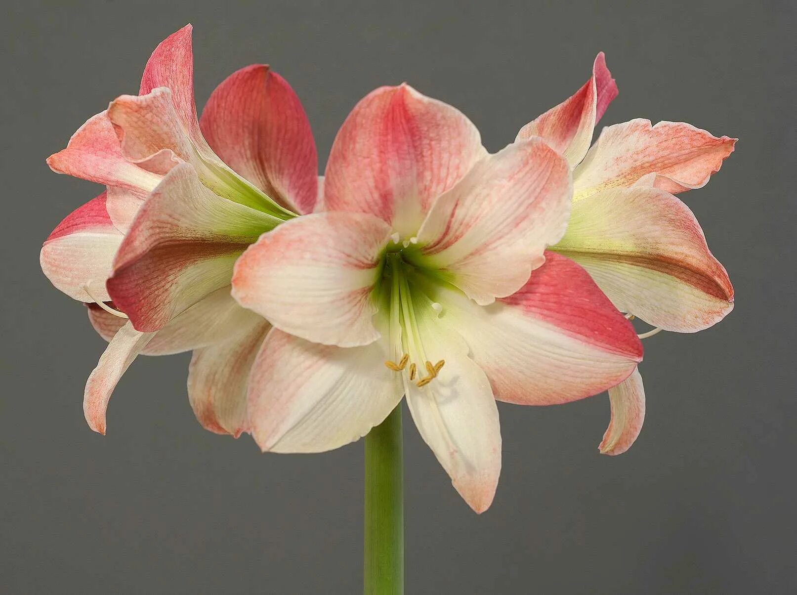 Амариллис акуаро. Гиппеаструм цвета. Цветок гиппеаструм амариллис. Гиппеаструм эппл блоссом. Гиппеаструм цвета.