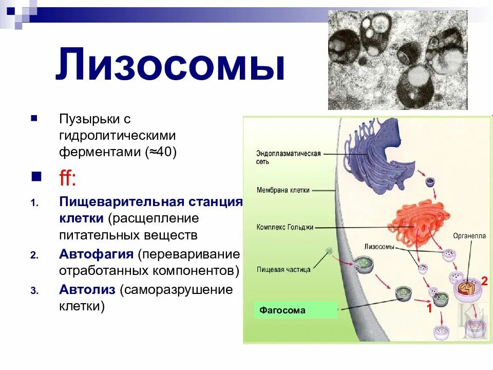 Лизосомы прокариотической клетки. Схемы лизосомы строение и функции. Мембранные пузырьки и лизосомы\. Функции лизосом эукариотической клетки. Строение и функции лизосомы клетки.