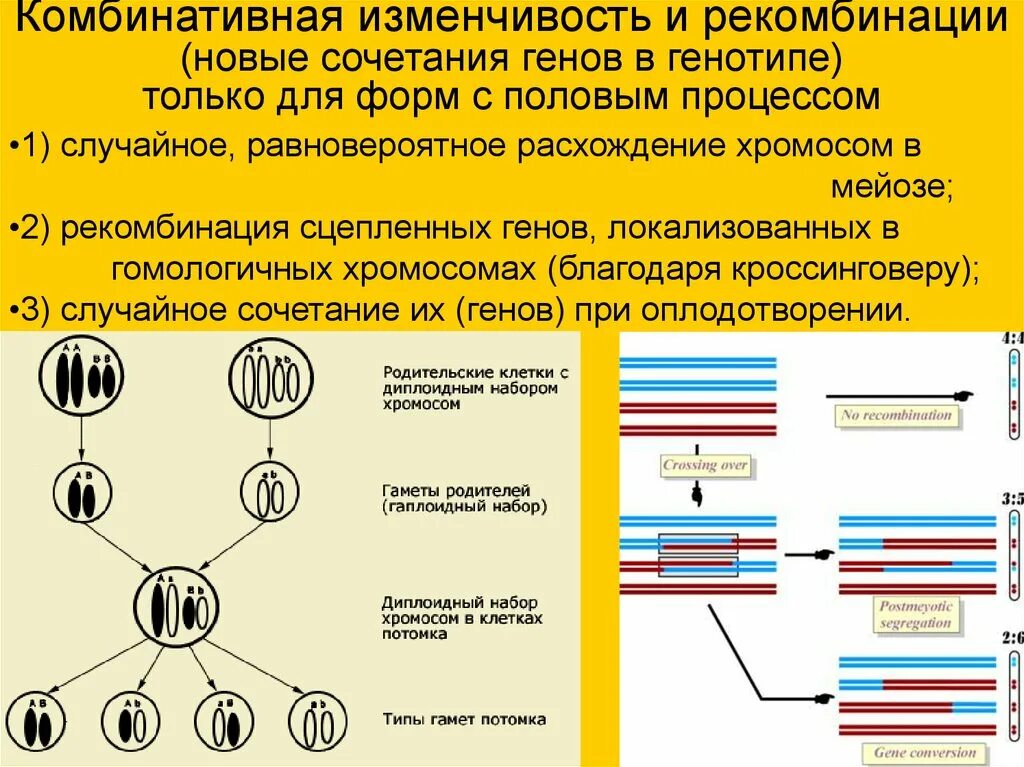 Образование новых комбинаций генов. Рекомбинация наследственного материала схема. Рекомбинация наследственного материала в генотипе. Комбинативная изменчивость. Основы комбинативной изменчивости.