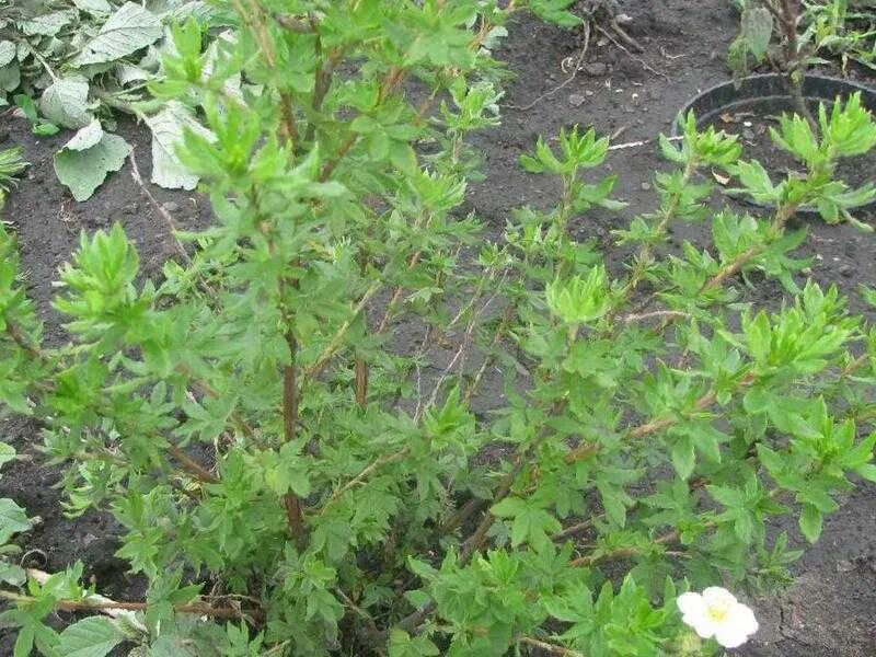 Когда обрезать лапчатку кустарниковую