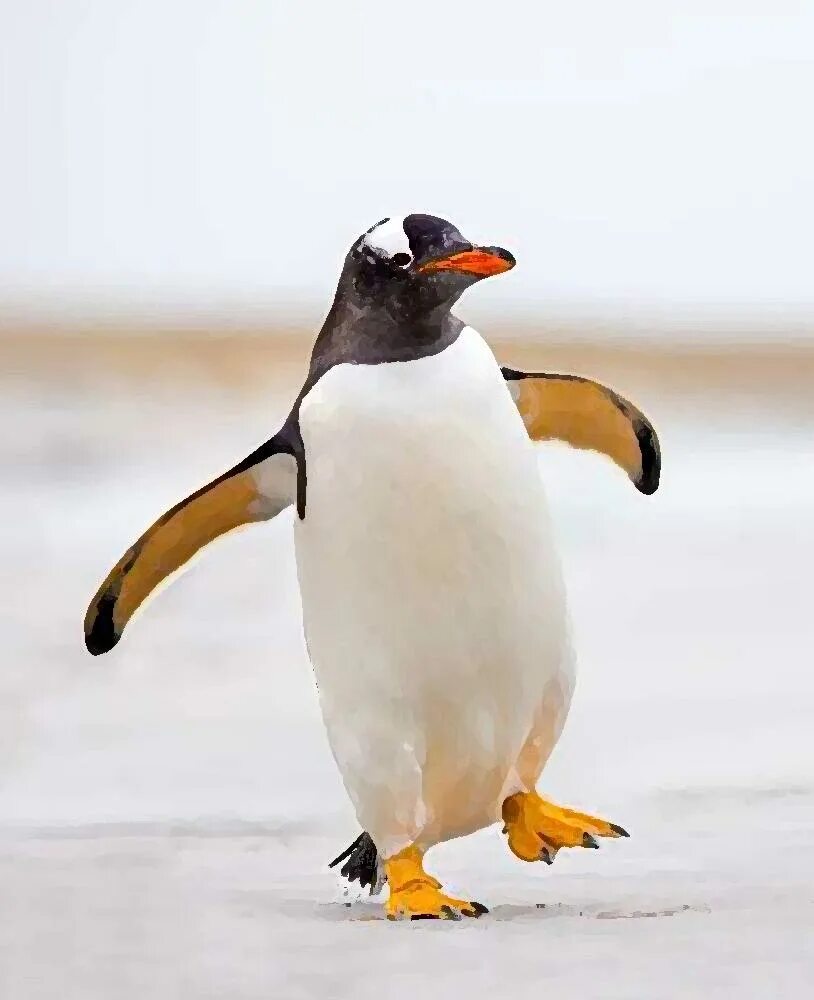 Pro penguin next gen