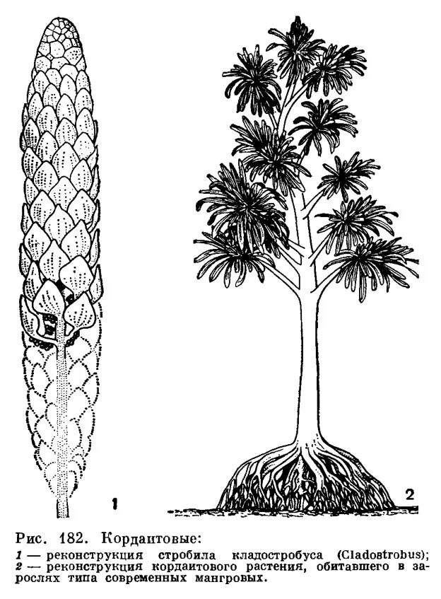 В каком периоде жили древовидные растения. Кордаиты вымершие растения. Кордаитовые Голосеменные растения. Древовидные кордаиты. Кордаиты руфлория.
