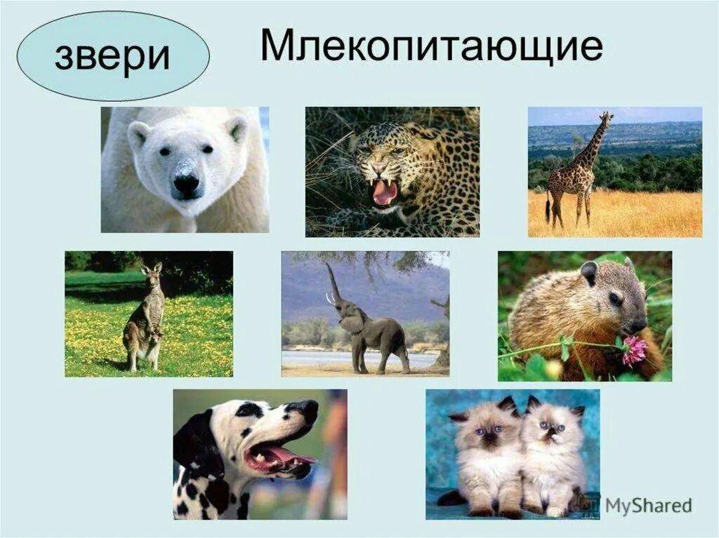 Любой животные группы