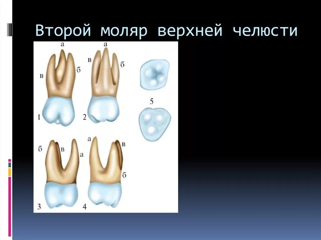 Первый моляр верхней челюсти. 2 Моляр верхнейичелюсти. Второй моляр нижней челюсти анатомия. Второй верхний моляр анатомия. Второй моляр верхней челюсти.