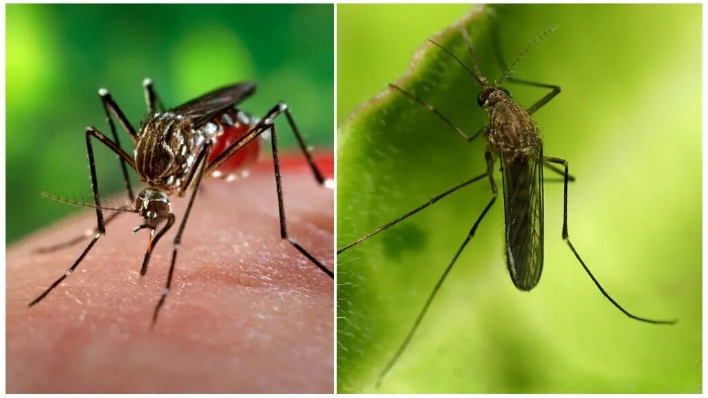 Сколько живут комары обыкновенные. Сколько живут комары. Виды комаров. Лошадиный комар. Виды комаров фото.