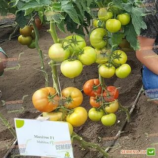 Махитос описание сорта