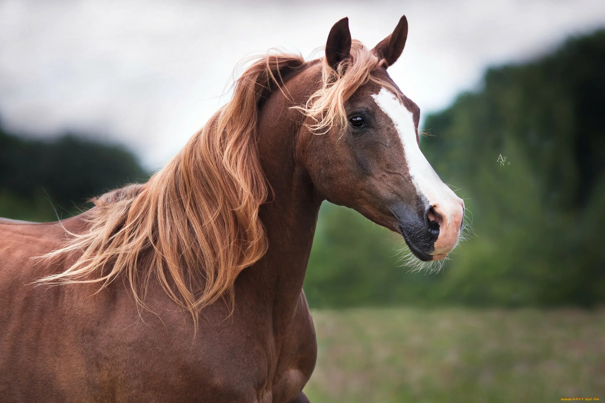 A horse is an animal. Лошади красавцы. Конь красавчик. Священное животное лошадь. Красавцы лошади картинки.