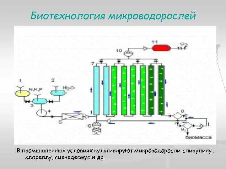 Биотехнология получения белка. Схема промышленного фотобиореактор для культивирования хлореллы. Биотехнология микроводорослей. Микроводоросли в биотехнологии. Схема культивирования микроводорослей.