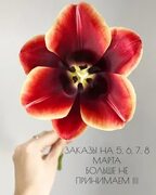 Цветы Магнитогорск LOVE FLOWERS