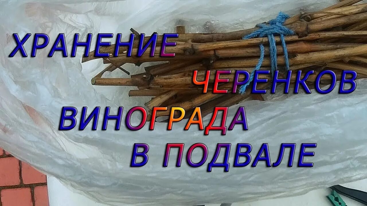 Хранение винограда на зиму. Хранение саженцев в подвале. хранение черенков в подвале. хранение черенков винограда зимой в погребе. хранение черенков винограда в погребе.